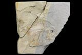 Bargain, Fossil Fish (Diplomystus Birdi) - Hjoula, Lebanon #147202-1